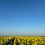 a large field of sunflowers under a blue sky